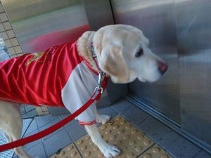 『ぽちメーカー』で遊んだよ♪