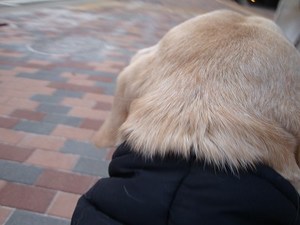 『気持ちを伝える言葉』って