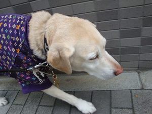 『気持ちを伝える言葉』って
