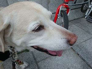 犬でもわかる『傷つく言葉』