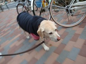 犬にも冷え性ってあるの?