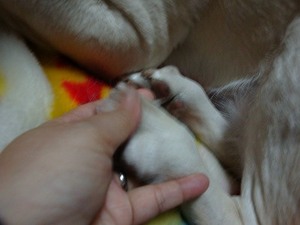 犬にも冷え性ってあるの?