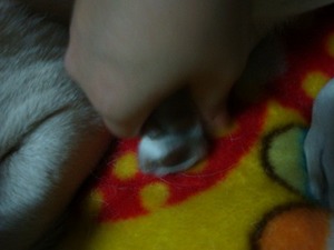 犬にも冷え性ってあるの?