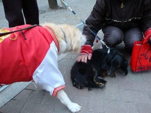 犬は豚インフルエンザに感染するの?