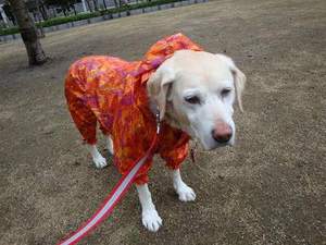 犬でもわかる『言葉の重み』