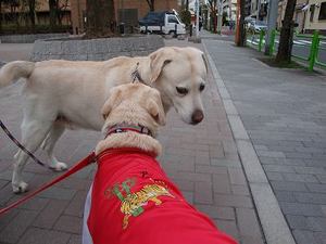 犬の老いじたく-愛犬の老化と向き合うために-