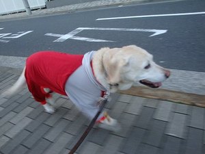来週は『東京マラソン2009』