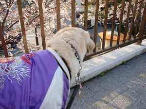 『隅田川テラス』でのお花見&住吉神社参り