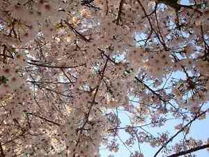 気分転換の『お花見散歩』 -隅田川テラス②-