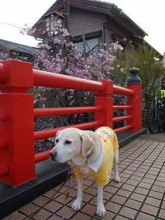 気分転換の『お花見散歩』 -隅田川テラス②-