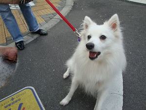 犬は豚インフルエンザに感染するの?