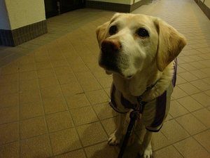 雨上がりの空に虹が見えたよ