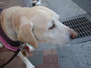 狂犬病の予防接種に行ってきました♪