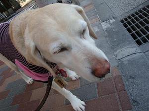 狂犬病の予防接種に行ってきました♪