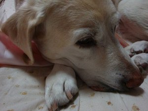 狂犬病の予防接種に行ってきました♪