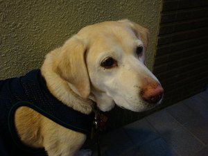 歩きたい道、食べたいもの