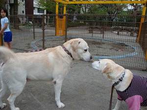 犬は豚インフルエンザに感染するの?