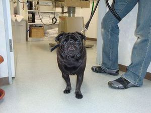 狂犬病の予防接種に行ってきました♪