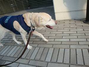 狂犬病の予防接種に行ってきました♪