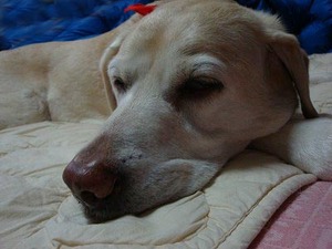 犬でもわかる『傷つく言葉』