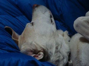 ノラ猫へのエサやり、賛成?反対?