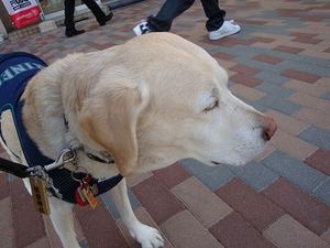 歯医者さん嫌いのお母さん