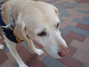 歯医者さん嫌いのお母さん