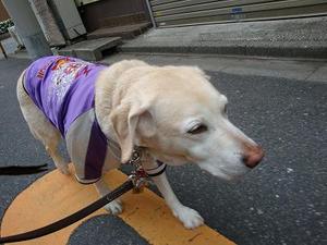 ノラ猫へのエサやり、賛成?反対?