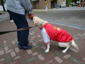 犬は豚インフルエンザに感染するの?
