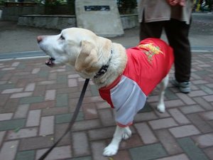 犬は豚インフルエンザに感染するの?