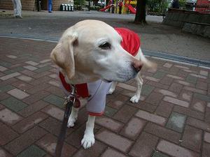 犬は豚インフルエンザに感染するの?