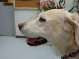 築地場外市場半値市