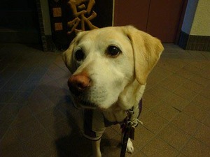ノラ猫へのエサやり、賛成?反対?