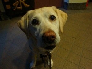 看板犬?Part2@井元動物病院(後編)