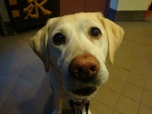 看板犬?Part2@井元動物病院(後編)