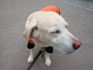 『おデブちゃん』コンテスト