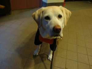 看板犬?Part2@井元動物病院(後編)