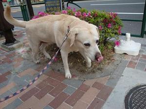 歩きたい道、食べたいもの