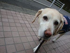 目指せ!21歳のギネス犬