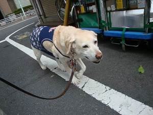 目指せ!21歳のギネス犬