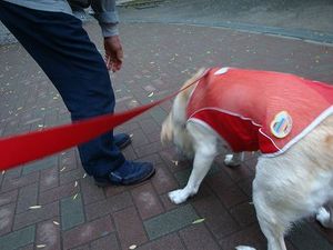 犬でもわかる『傷つく言葉』