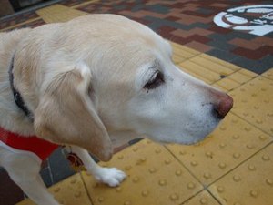 犬でもわかる『傷つく言葉』