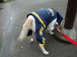 雨上がりの空に虹が見えたよ