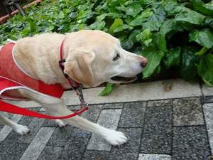 犬でもわかる『傷つく言葉』