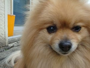 吠え癖も、お行儀が悪いのも損だよん