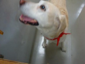 看板犬?Part2@井元動物病院(後編)
