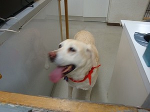 看板犬?Part2@井元動物病院(前編)