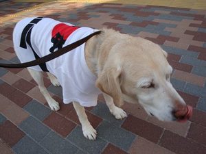 『ドライ納豆』で夏バテ防止・インフルエンザ撃退