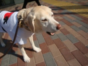 『ドライ納豆』で夏バテ防止・インフルエンザ撃退