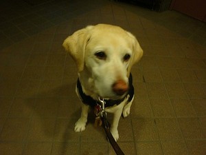 子供同然の『犬』、犬のような『コドモ』